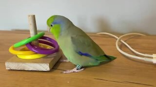 Parrot playing with rings manages to perform circus trick