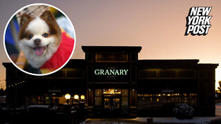 Canadian restaurant ordered to close after accepting dog photos instead of vaccine proof