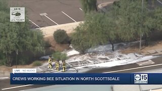 Crews working bee situation in north Scottsdale