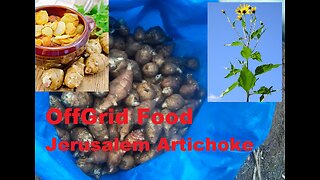 OffGrid Food made easy: Jerusalem Artichoke - Topinambur