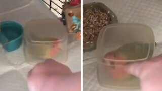 Guy finds genius way to deal with temperamental parrot