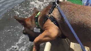 Dog hilariously attempts to drink water during boat ride