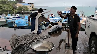 Kindly fisherman shares with begging pelicans at Galapagos Islands fish market