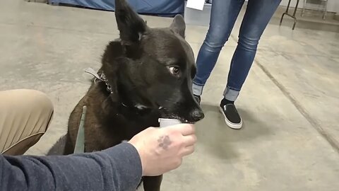 Pupuccino's at the K-9 Expo!