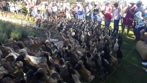 World famous 'Running of the Ducks' is a sight to behold
