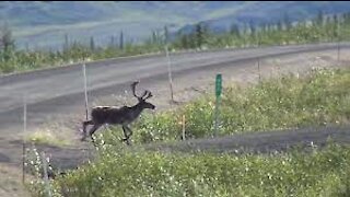 Reindeer Ren Animals Dempster Highway Yukon Canada