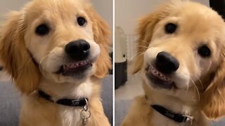 Sweet puppy adorably shows off his baby teeth