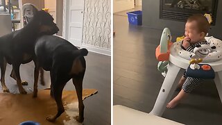Happy Baby Can't Stop Laughing At Rambunctious Dogs