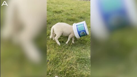 Farmer Finds Confused Sheep Walking Around With Bucket Stuck On Its Head