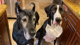 Great Dane Doesn't Want To Share Meatballs