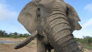 Big bull elephant scratches his trunk against safari vehicle during scary close encounter