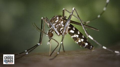 Zanzare geneticamente modificate, a cosa servono davvero?
