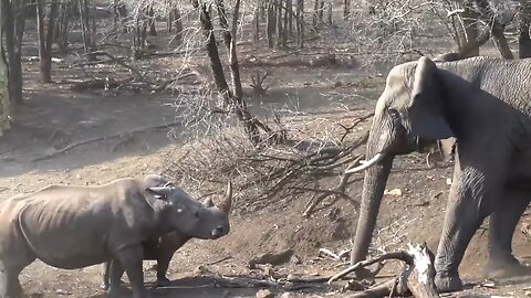 Intense standoff between angry elephant and mother rhino