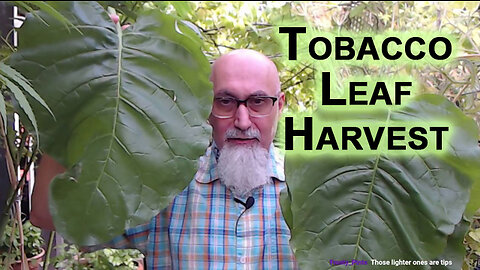Tobacco Leaf Harvest, Second Round for 2023 (Garden Plants, Homestead Harvesting, Gardening)