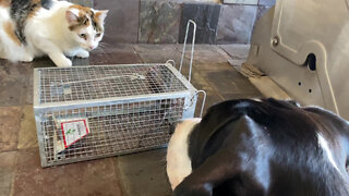 Dog & Cat Fascinated By Mouse Caught In Live Trap Cage