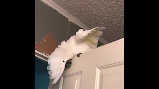 Cockatoo bangs head on door while singing & dancing