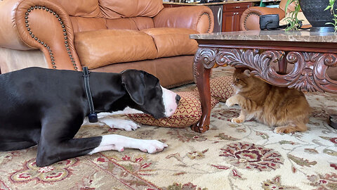 Frisky Great Dane & kitty have fun playing under the table