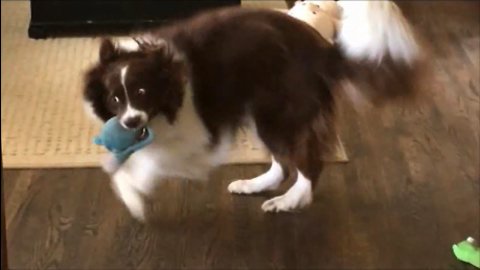 Happy pup goes ballistic over new toys on Christmas morning