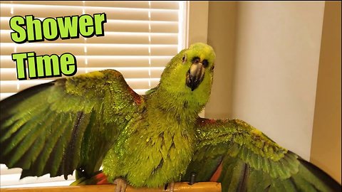 Amazon Parrot Displays Colourful Feathers as he Enjoys a Spray Shower