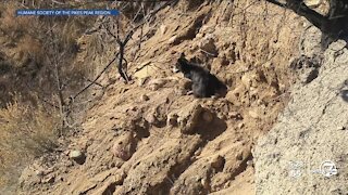 El Paso County dog reunited with owners after two weeks
