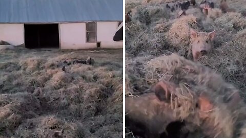 Adorable Pigs Cozy Up Under Piles Of Hay To Stay Warm