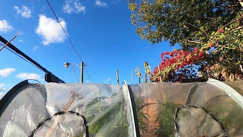 Stock Footage - Greenhouse Garden Time Lapse Daytime