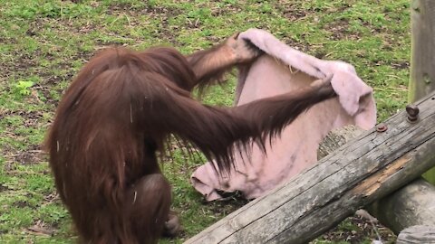 Orangutan neatly places blanket on the ground for her mother
