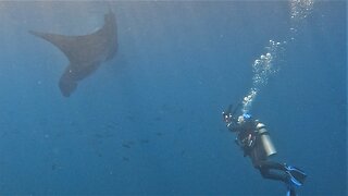 Giant manta rays give scuba photographer experience of a lifetime
