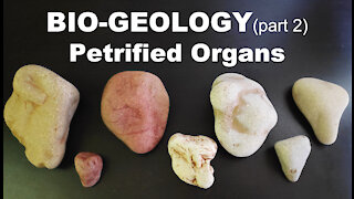 BIO-GEOLOGY 💔 PETRIFIED ORGANS with Stellium7