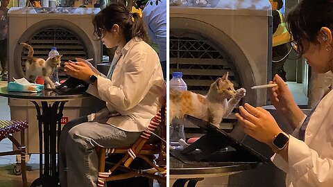 Stray Kitten Makes Friends With A Stranger