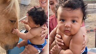 Exhilarated baby gets so excited to meet a horse