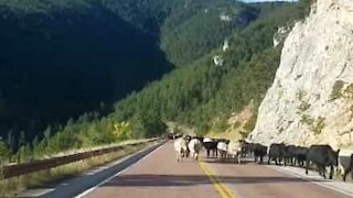 Quand les vaches créent des embouteillages