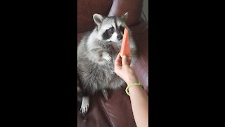 Raccoon grabs watermelon slice with his hands, eats it like a human