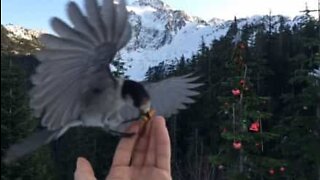 Incredible slow-motion of a bird taking food from a hand
