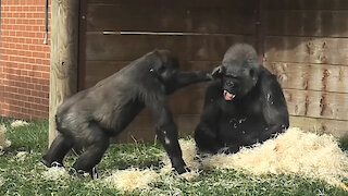 Disrespectful gorilla youngster repeatedly slaps his own grandmother