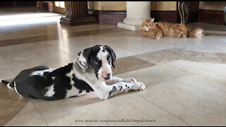 Funny Cat Teaches Great Dane Puppy That Cats Rule