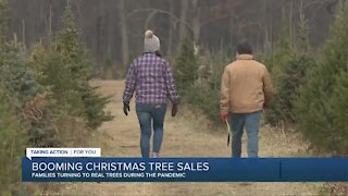 Michigan Christmas tree farms experiencing sales booms during pandemic