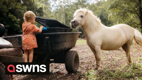 Aussie mum converts her home into a farm, with ducks, chickens and mini-horses