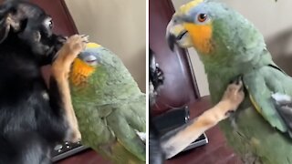 Parrot calls dog a "good girl" for gently petting him