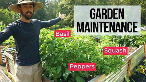 I Planted My Garden, Now What? In-Depth Gardening Lesson