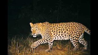 Raro avvistamento di leopardo in un Parco Nazionale
