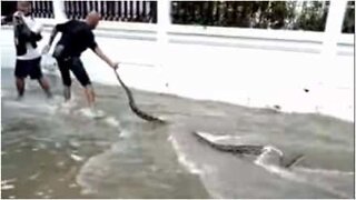 Giant snake is found during floods in Thailand