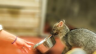 Orphaned crab-eating fox adorably steals water bowl