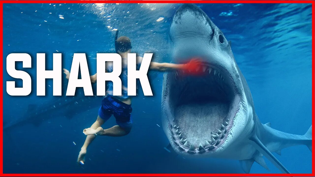 DANGEROUS SHARKS | SHARK ATTACK | SHARK | LARGEST SHARKS | LARGEST FISHES