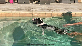 Great Dane puppy loves his swimming lessons