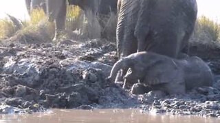 Baby elefant får panikk når den sitter fast i gjørme