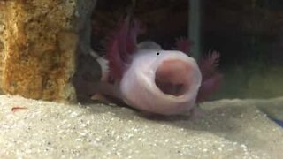 L'Axolotl, cet étrange animal