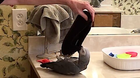Naughty parrot won't let go of slipper, takes a tumble