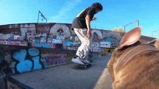 Hund filmer skateboardere som en proff kameramann