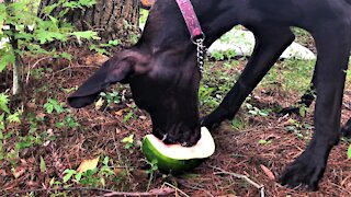 Great Dane Puppy Devours Huge Chunk Of Tasty Watermelon